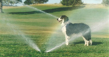 Dog on greens with sprinklers on 