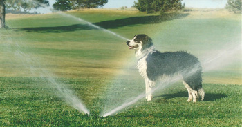 Dog on greens with sprinklers on