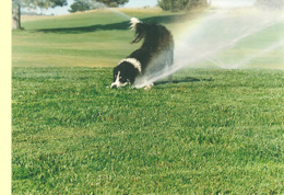 Tommy the dog playing in the sprinklers on the golf course